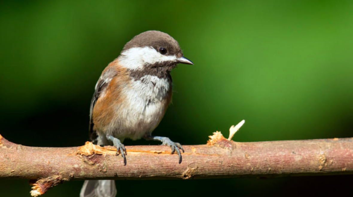Bird Focus Backyard Birds Seattle Area Family Fun Calendar ParentMap